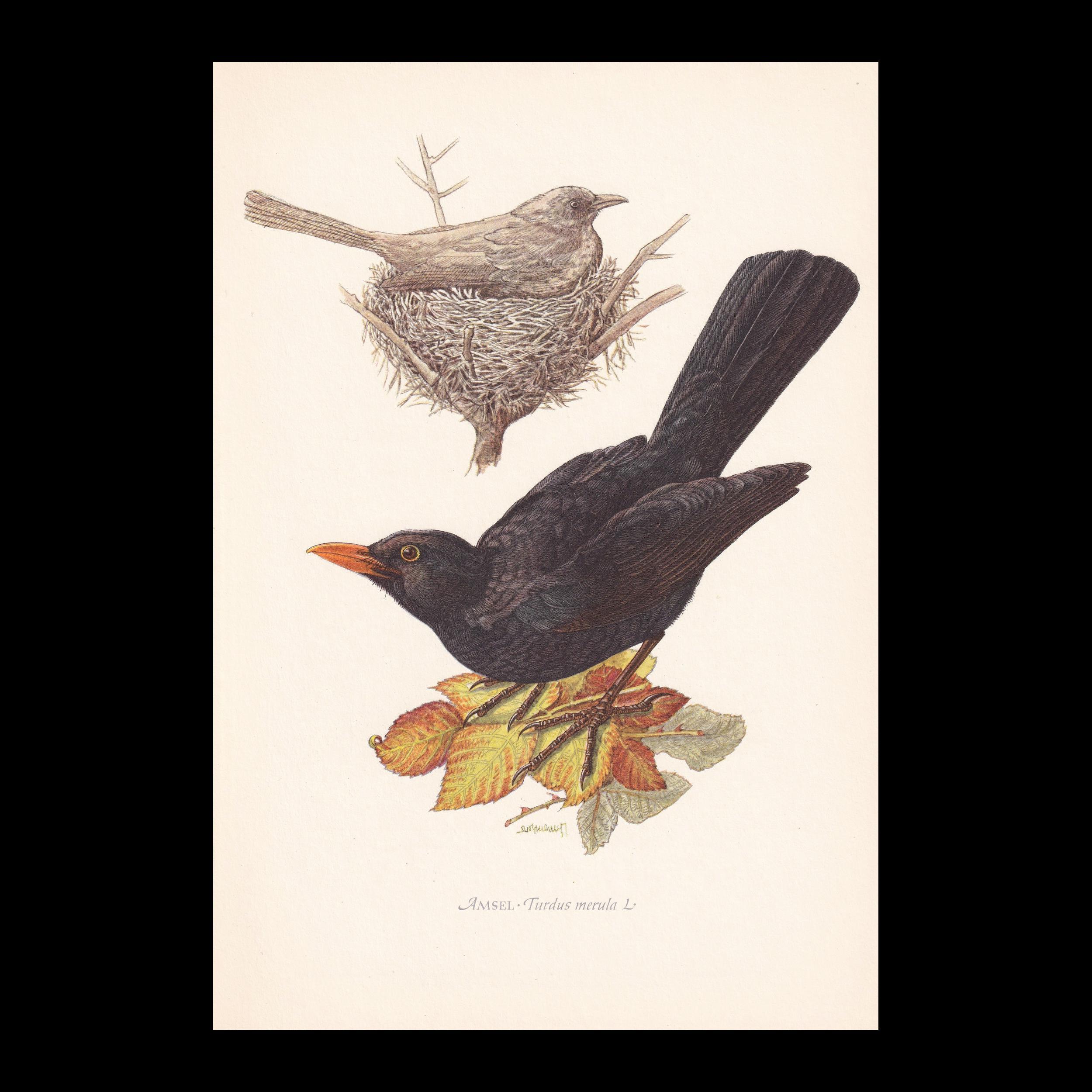 鳥の絵　　　　アート 1954年 ブラックバード 鳥の版画 - オリジナル ヴィンテージ 鳥の版画
