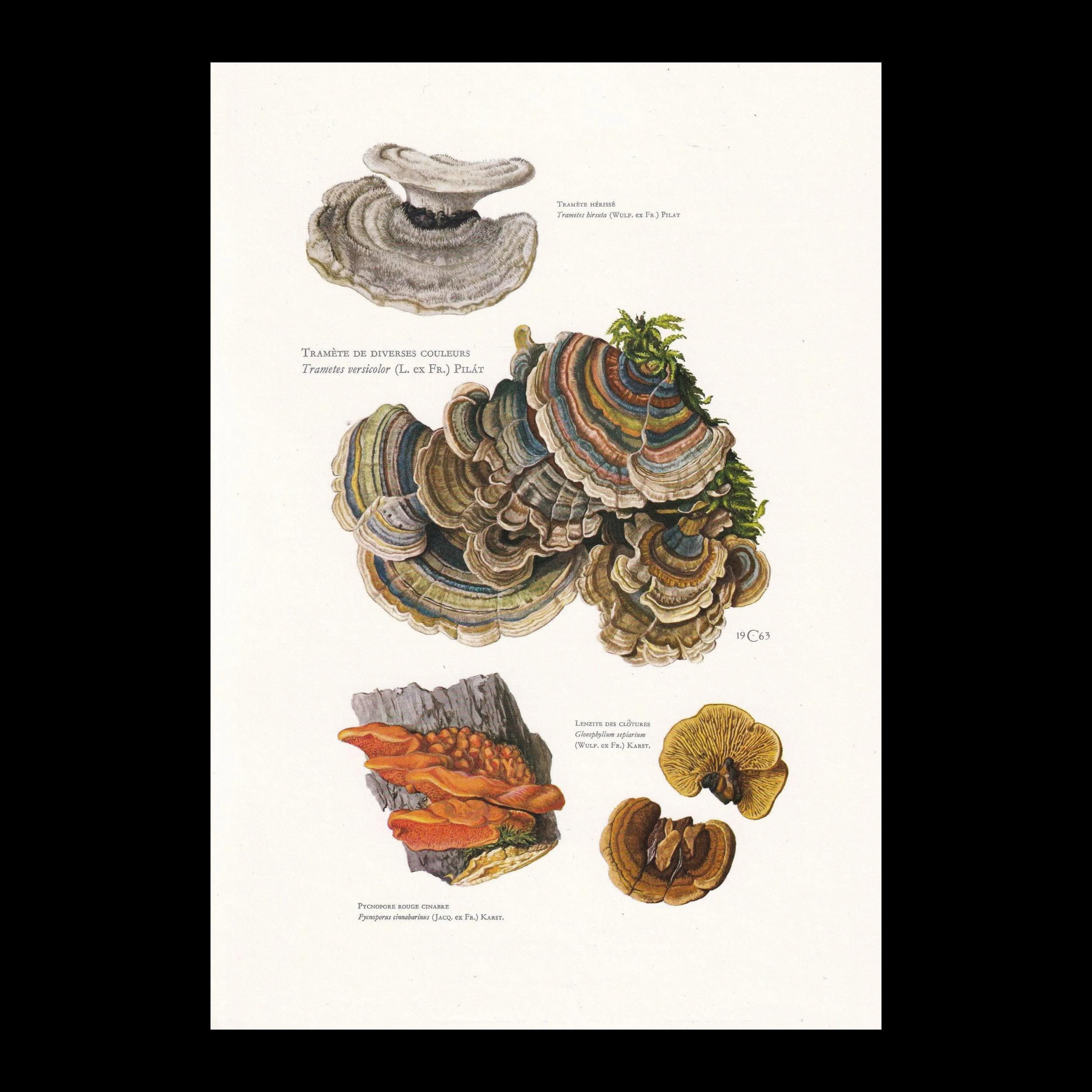 1960s TURKEY TAIL FUNGUS Print - Vintage Wall Art - Trametes