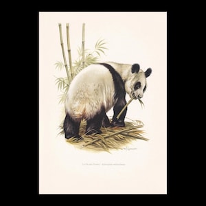 1960 GIANT PANDA Print - Vintage Animal Print - Mammal