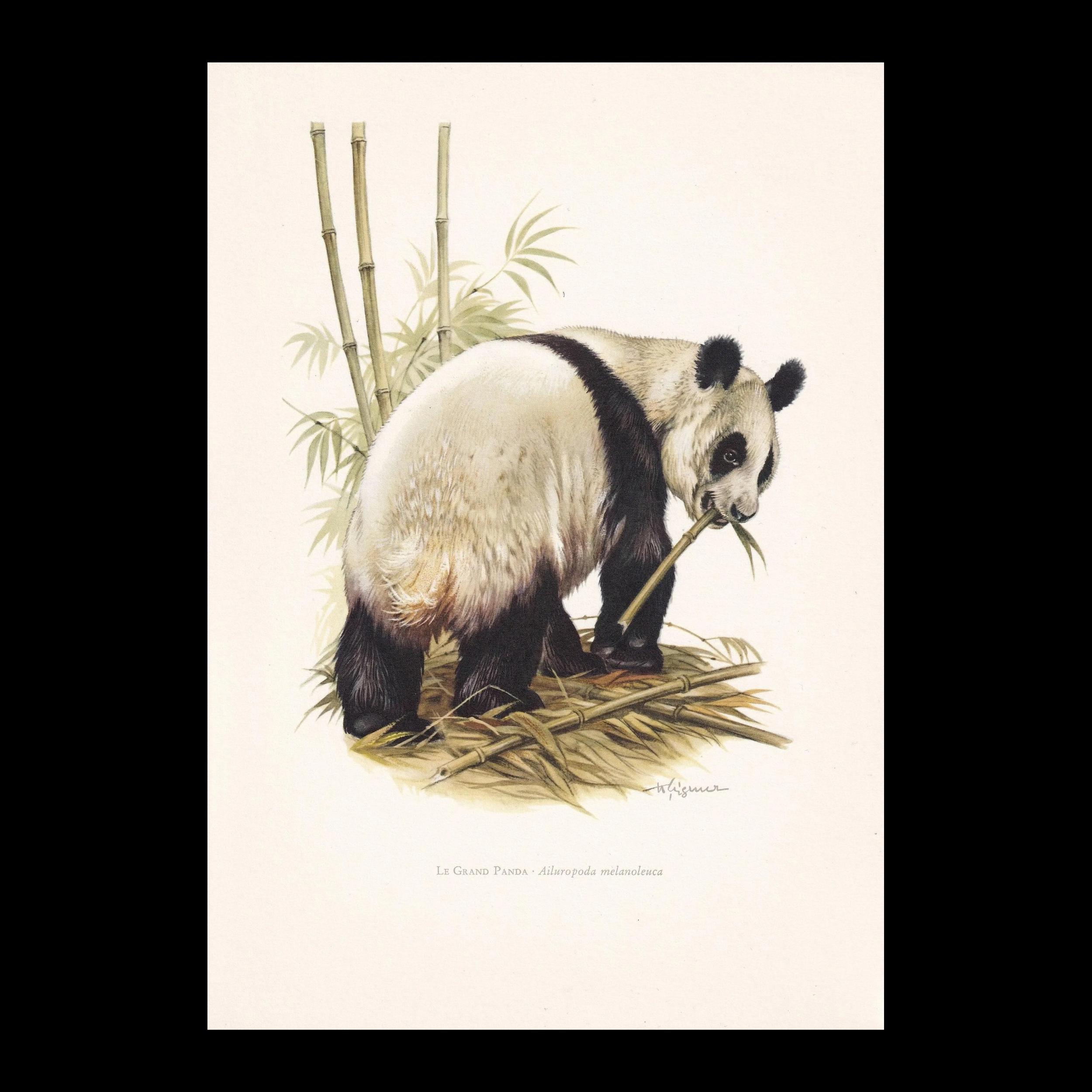 1960 GIANT PANDA Print - Vintage Animal Print - Mammal