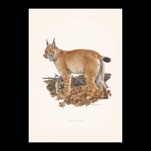 May include: A vintage print depicting a lynx in shades of brown and tan. The animal stands on a bed of fallen leaves and a log, with a black-tipped tail. The artwork is signed and includes the text "Le Lynx - Lynx Lynx".