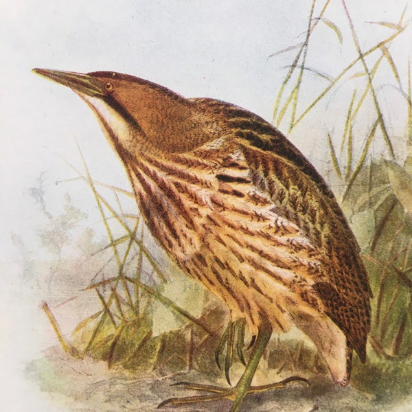 1907 BITTERN Print - Antique Bird Print - Bird Wall Art -  Ornithology Gift - 116 Years Old - 8.6 x 6.1 Inches