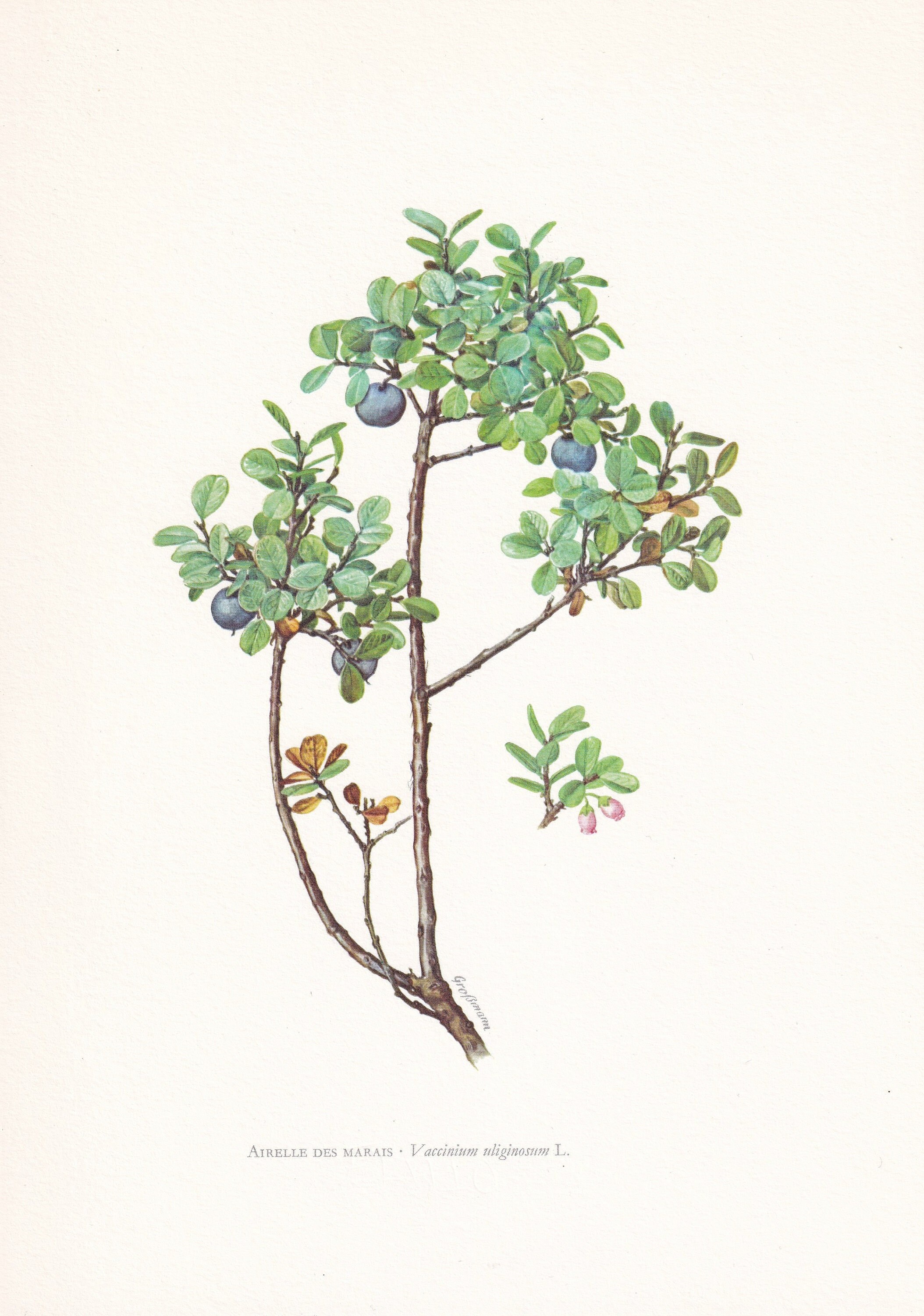 1960 ALPINE BLUEBERRY Print - Botanical Print - Botanical Illustration - Plant Wall Art - Vintage Plant Print  - 7.5 x 10.6 Inches