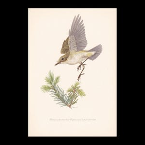 May include: A vintage print of a bird in flight, with outstretched wings, above a sprig of evergreen. The bird has tan and gray feathers, and the print is on a cream-colored background. The text "Berglaubsanger - Phylloscopus bonelli (Vieillot)" is at the bottom.
