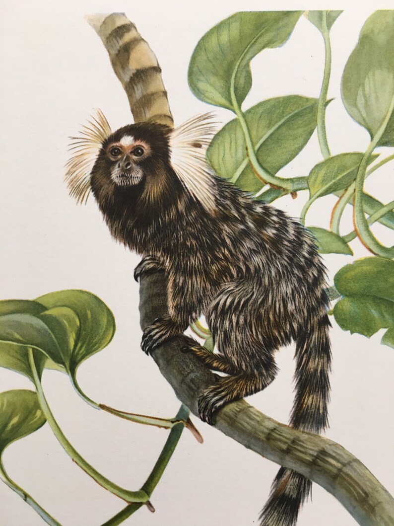 1960 COMMON MARMOSET Print Vintage Zoology Print Wildlife - Etsy