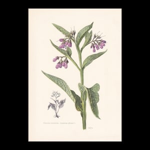 May include: A botanical illustration of a comfrey plant with green leaves and clusters of purple bell-shaped flowers. A smaller, monochrome sketch of the plant is shown below the main image, with the text GRANDE CONSOUDE Symphytum officinale L.
