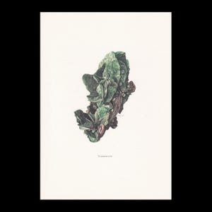 May include: A detailed illustration of a torbernite mineral specimen. The artwork features a cluster of green, crystalline structures with brown and reddish-brown accents, set against a white background. The word "Torbernite" is printed below the mineral.