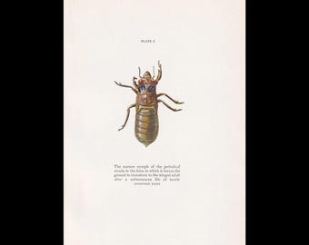 1934 CICADA NYMPH Print - Vintage Print - Insect Wall Art - Insect Decor - Insect Gift Idea - 9.15 x 6 Inches