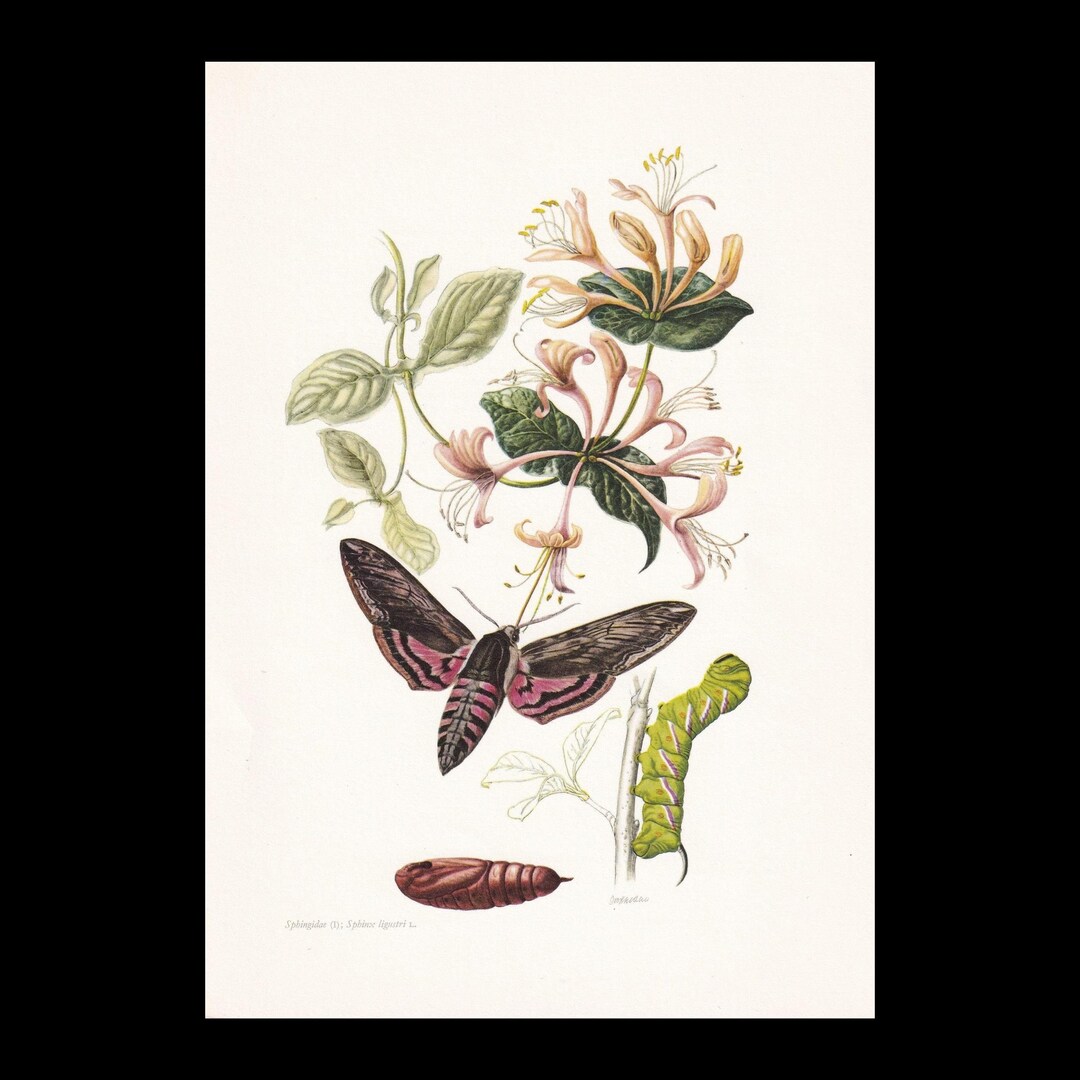 1960 PRIVET HAWK MOTH Print - Original Vintage Insect Print - Bug ...