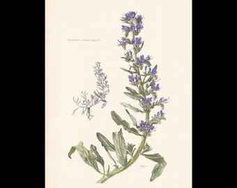 Puede incluir: Una ilustración botánica de Echium vulgare, con un tallo verde texturizado, flores moradas y hojas verdes. A la izquierda, se observa un dibujo lineal detallado del sistema de raíces y el follaje. El texto dice Veriano - Echium vulgare L.