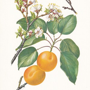 SILVER APRICOT TREE BOTANICAL FACTS AND HISTORICAL DOCUMENTATION PDF visual data 2