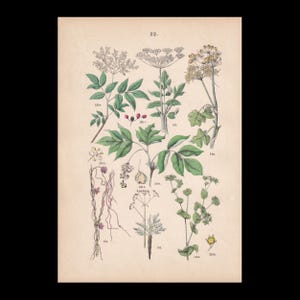 May include: A vintage botanical print labeled 22 featuring various plant species with green leaves, white and yellow flower clusters, and small red berries. The illustration includes numbered labels for each specimen, showcasing detailed stems and foliage.