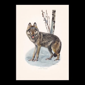 May include: A detailed illustration of a wolf standing in a snowy environment, with a birch tree in the background. The wolf has gray and brown fur, with its tongue slightly out. The text at the bottom reads "La Louve - Canis lupus."