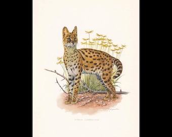 1960 SERVAL-afdruk - vintage dierenprint - zoogdier illustratie - muurkunst - vintage grote kat print - 7,5 x 10,6 inch