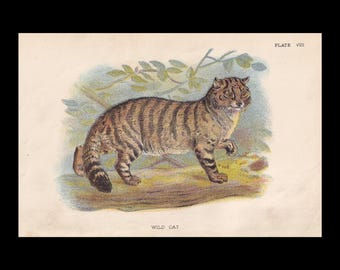 1896 DZIKI KOT Druk – Druk z historii naturalnej – Brytyjskie ssaki Druk – Antyczny druk – Sztuka ścienna ze zwierzętami – 7 x 4,7 cala