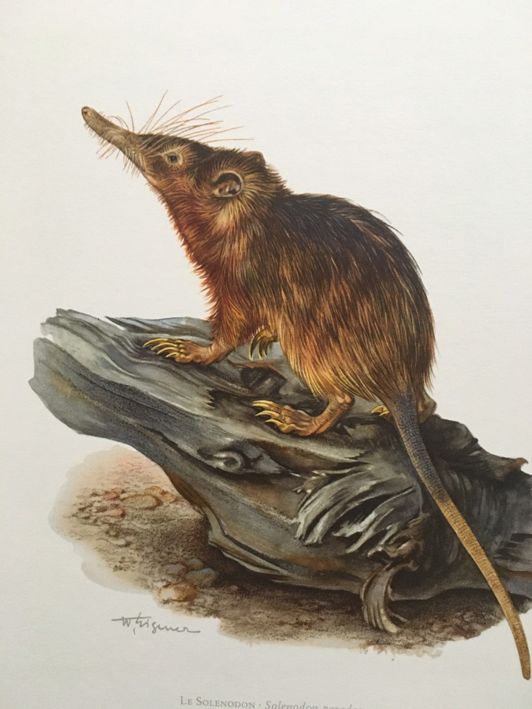 1960 HISPANIOLAN SOLENODON Print Vintage Zoology Print - Etsy