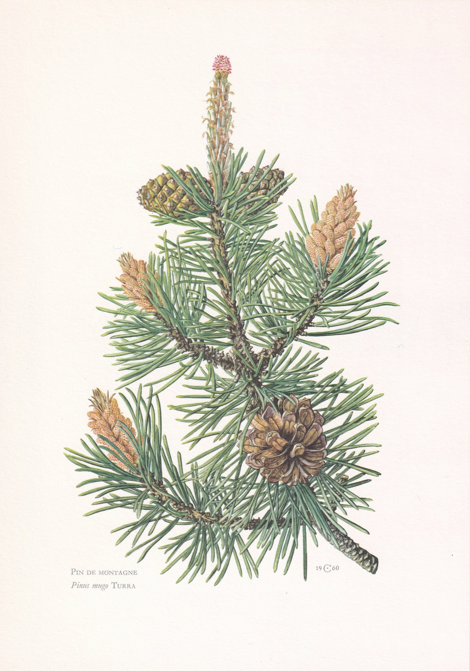 Tree Priint 1960 MOUNTAIN PINE Print - Botanical Print - Tree Illustration - Tree ...