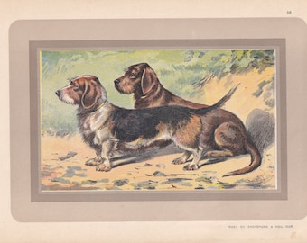 1931 DACHSHUND DOG Print - Original Antique Hunting Dog Print - Dog Wall Art - 92 Years Old - 11 x 7.75 Inches