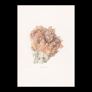 Könnte beinhalten: Eine Vintage-Illustration eines Strontianit-Mineralexemplars. Das Kunstwerk zeigt eine Ansammlung pfirsichfarbener Kristalle auf einer weißen, strukturierten Basis. Die Mineralformation befindet sich vor einem schlichten weißen Hintergrund.