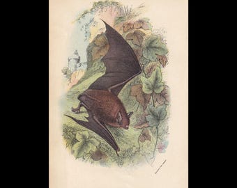 1896年 赤みがかった灰色のコウモリの版画 - コウモリの壁掛けアート - 翼手目、コウモリ - アンティーク版画 - ハロウィン - 動物の壁掛けアート - 7 x 4.7インチ
