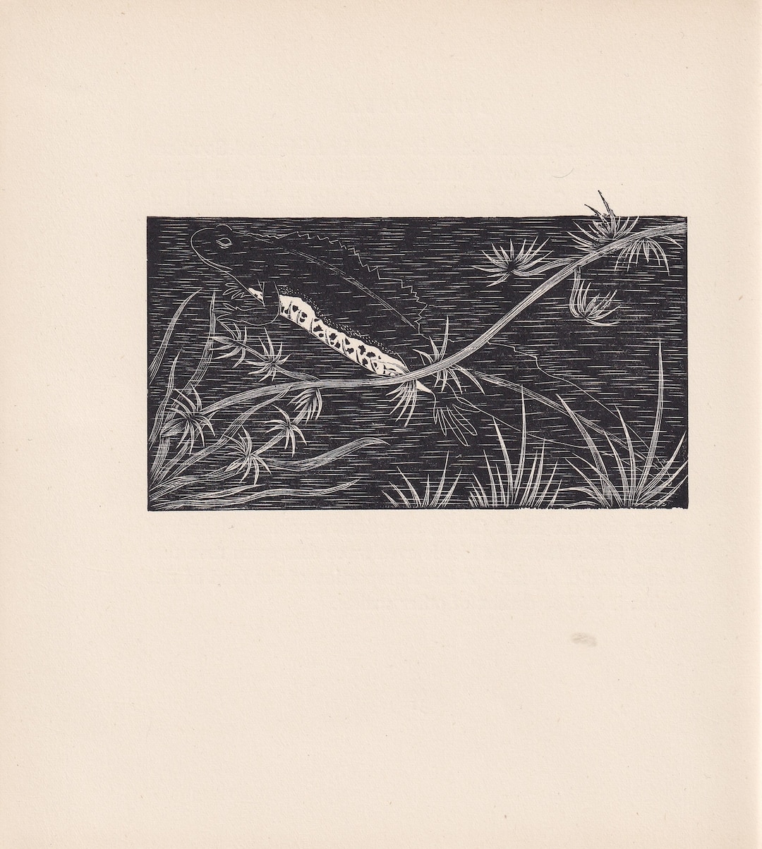 1929 CRESTED NEWT Print Wood Engraving Lizard Wall Art Lizard Wood ...
