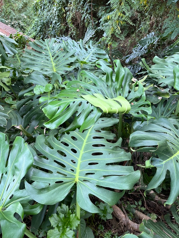 monstera in vase Little Swiss Monstera – Costa Farms main image 1