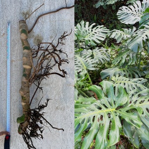 XXL Monstera Wet Stick - &gt;60cm Monstera Deliciosa Wetstick voor XXL kamerplant - LIVING Reeds gewortelde Enorme Monstera Deliciosa