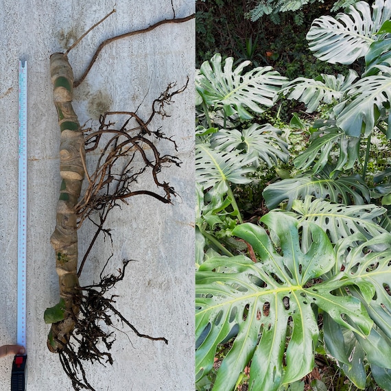 monstera 17cm Monstera deliciosa 17εκ — φύλλα με σχισμές & αρχιτεκτονική παρουσία main image 0