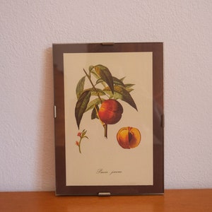 Op de afbeelding: Een ingelijste botanische illustratie van een perzikboomtak met bladeren, een perzik en een halve perzik. De tekst "P&ecirc;che jaune" is onder de afbeelding gedrukt.