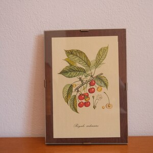 Op de afbeelding: Een ingelijste botanische illustratie van een kersenboomtak met rode en gele kersen. De tekst "Royale ordinaire" is onder de afbeelding gedrukt.
