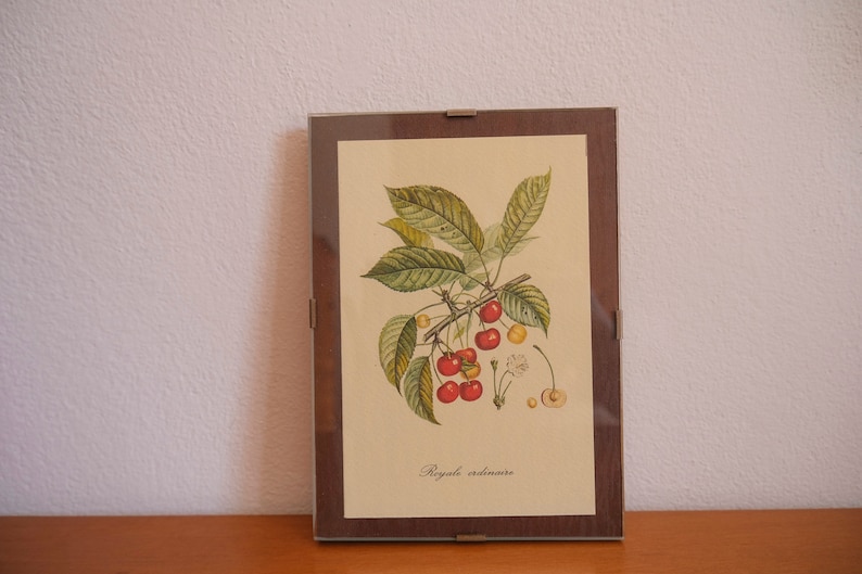 Op de afbeelding: Een ingelijste botanische illustratie van een kersenboomtak met rode en gele kersen. De tekst "Royale ordinaire" is onder de afbeelding gedrukt.