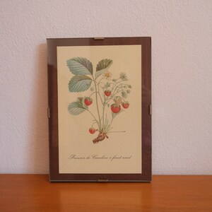 Op de afbeelding: Een ingelijste botanische illustratie van een aardbeienplant met rode bessen en groene bladeren. De tekst "Fraisier de Caroline a fruit rond" is onder de afbeelding gedrukt.