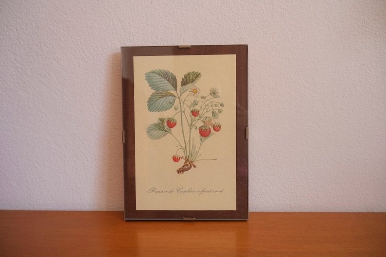 Op de afbeelding: Een ingelijste botanische illustratie van een aardbeienplant met rode bessen en groene bladeren. De tekst "Fraisier de Caroline a fruit rond" is onder de afbeelding gedrukt.