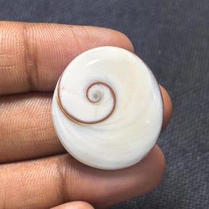 Könnte beinhalten: Eine kreisförmige Shiva-Auge-Muschel mit einer glatten, polierten weißen Oberfläche und einem ausgeprägten, natürlichen braunen Spiralmuster in der Mitte. Die Muschel hat eine abgerundete, konvexe Form und eine glänzende, reflektierende Oberfläche.
