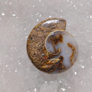 May include: A polished, fossilized ammonite shell with a spiral shape. The shell features a mix of brown, tan, and white colors, with intricate patterns and textures. The fossil is a natural, decorative item.
