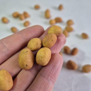 Könnte beinhalten: Nahaufnahme von mehreren kleinen, gelbbraunen, kartoffelförmigen Objekten. Einige werden in einer Hand gehalten, während andere auf einer weißen Oberfläche verstreut sind. Die Objekte haben ein strukturiertes Aussehen und eine hellbraune Farbe.