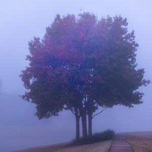 Lone tree in foggy morning | Digital Download | Printable File