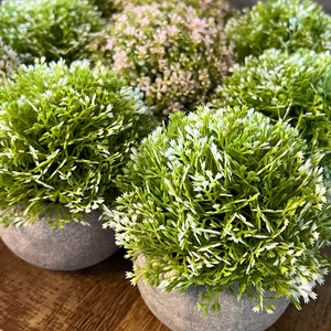 Puede incluir: Un conjunto de seis pequeñas plantas en maceta con follaje verde y blanco. Las plantas están en macetas redondas grises y están dispuestas en una fila sobre una superficie de madera.