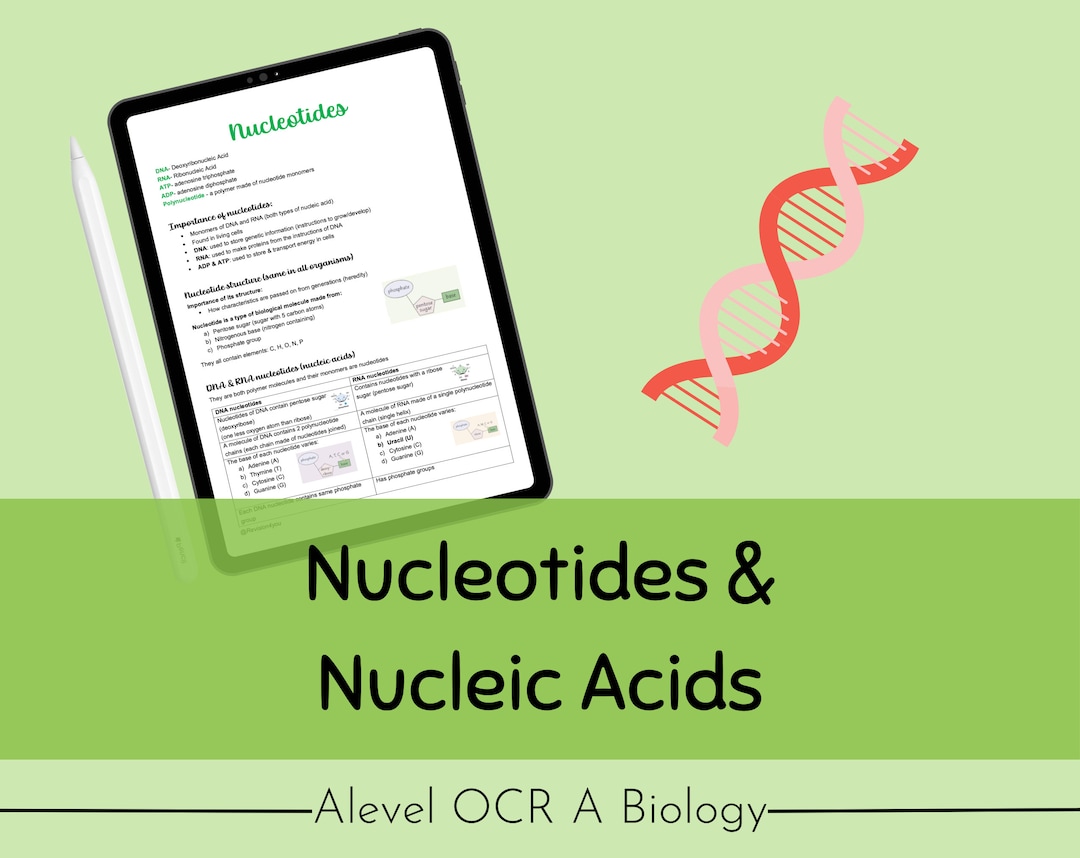 OCR A Alevel Biology Nucleotides & Nucleic Acids Revision Notes Etsy