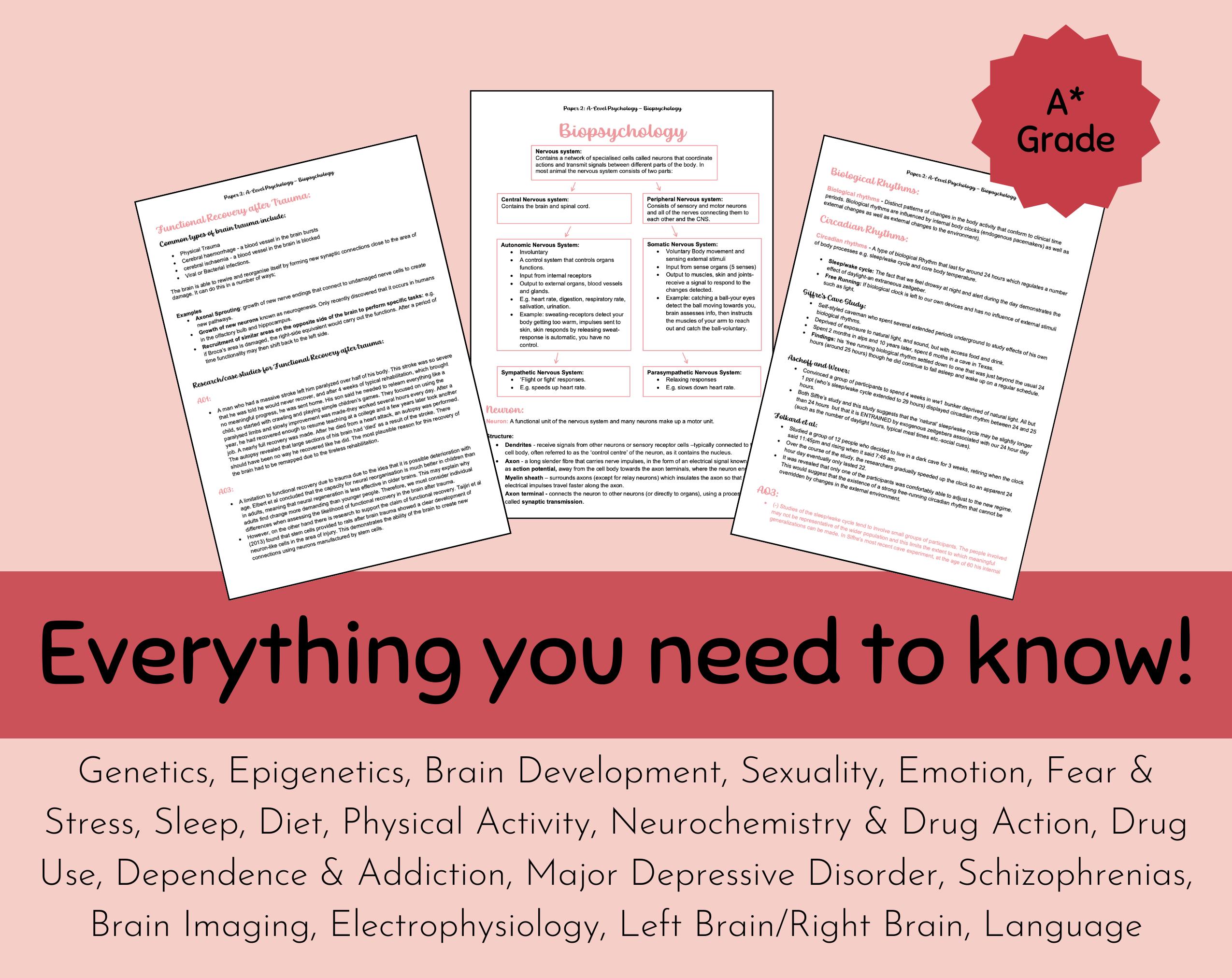 AQA A-level Psychology Revision Notes: Biopsychology - Etsy