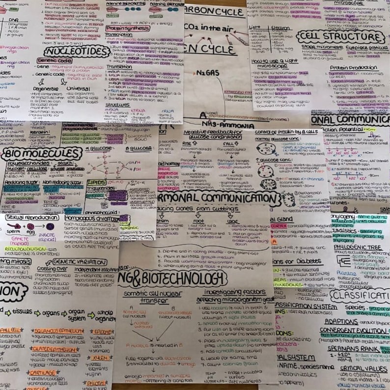 30 Pages AS & A-level Biology OCR A Summarised Revision Notes - Etsy