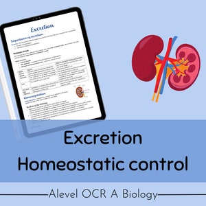 OCR A A-level Biology Excretion Revision Notes