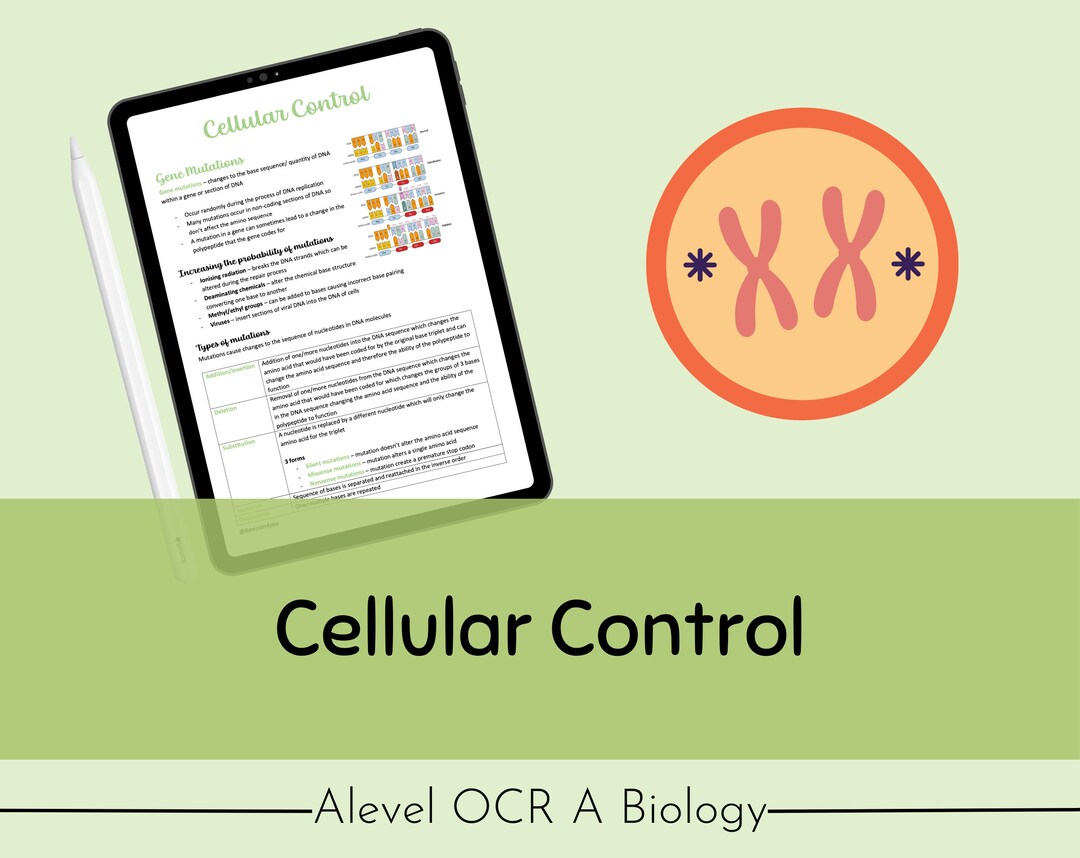 OCR A A-level Biology Cellular Control Revision Notes - Etsy