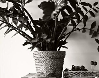 Black plant on white - photo by Marek Naumowicz, printed photo