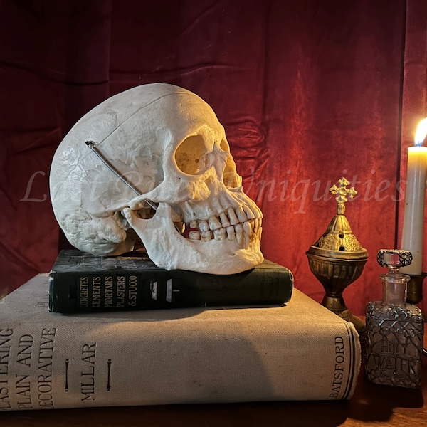 Vanitas Skull Still Life Photo Digital Download Dark Academia Gothic Victorian Wall Art