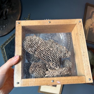 May include: A preserved wasp nest encased in a wooden box with a clear front. The nest is a light brown color and has a honeycomb structure. The box is rectangular and has metal fasteners.