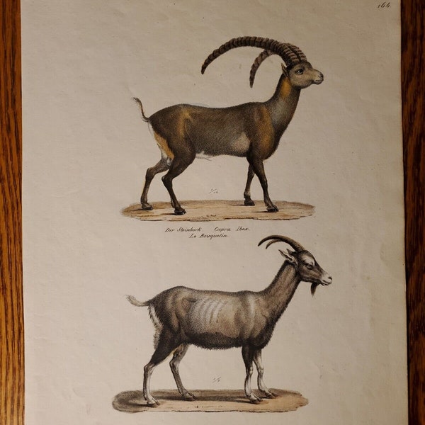 Heinrich rudolf schinz & karl brodtmann ibex and goat hand colored print 1824