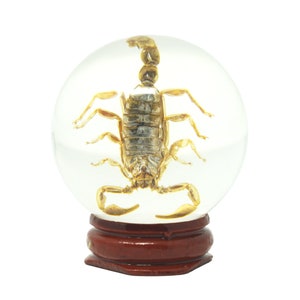 Real Life Scorpion Fun Novelty Educational Insect Resin Ball & Wooden Display Stand