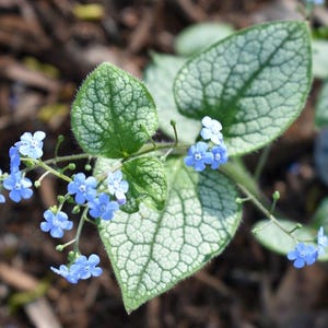 Brunnera Plant Start  – Organic Shade-Loving Perennial Grown by Master Gardener – Woodland Gardens | Buy More & Save | Easy to Grow