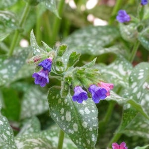 Organic Pulmonaria (Lungwort) Plant Start – Shade-Loving Perennial – Pollinator-Friendly for Woodland Gardens | Buy More & Save
